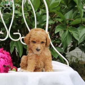 Rhett, Miniature Poodle Puppy